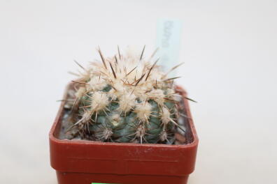 Islaya islayensis 