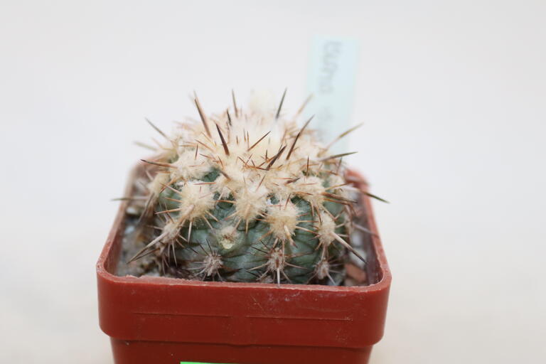 Islaya islayensis 