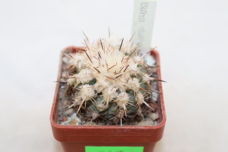 Islaya islayensis  (2)