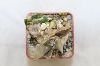 Ariocarpus confusus Caudex 