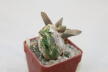 Ariocarpus confusus Caudex  (5)