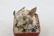 Ariocarpus confusus Caudex  (3)