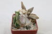 Ariocarpus confusus Caudex  (4)