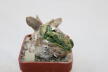 Ariocarpus confusus Caudex  (2)