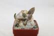 Ariocarpus confusus Caudex  (7)
