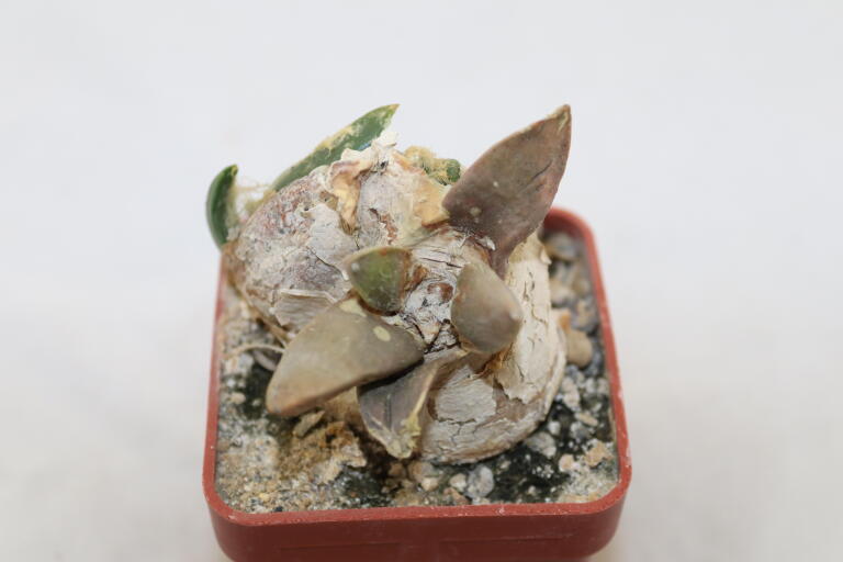 Ariocarpus confusus Caudex  (3)