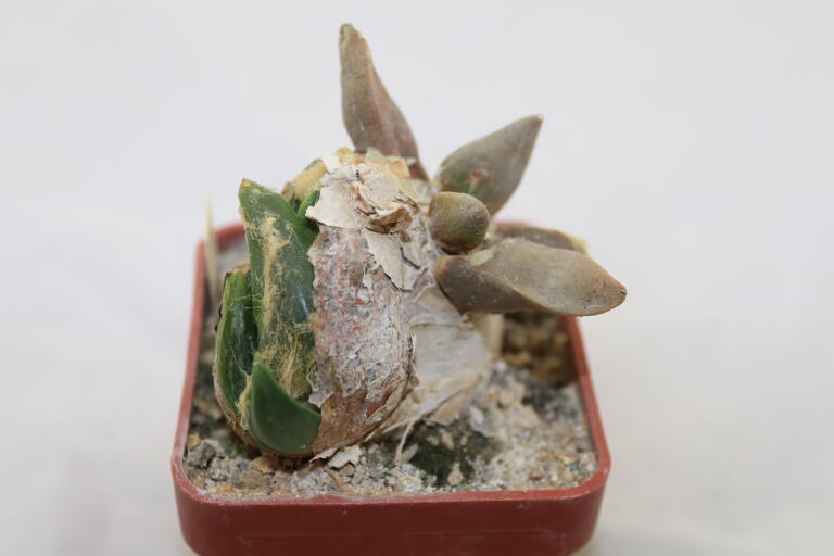Ariocarpus confusus Caudex  (4)
