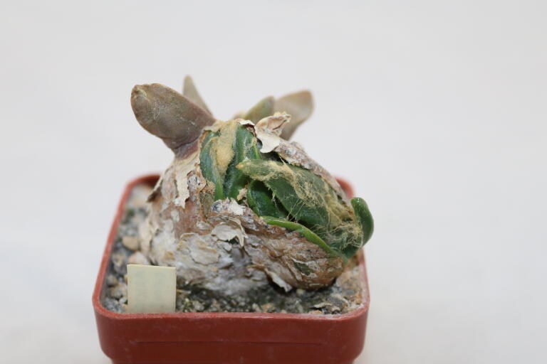 Ariocarpus confusus Caudex  (2)