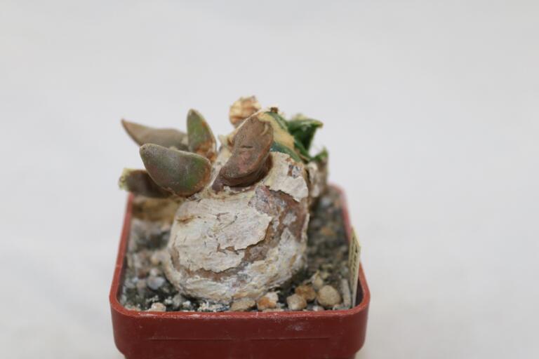 Ariocarpus confusus Caudex  (6)