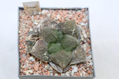 Ariocarpus fissuratus Three Heads 