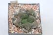 Ariocarpus fissuratus Three Heads 