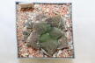 Ariocarpus fissuratus Three Heads  (2)
