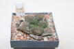 Ariocarpus fissuratus Three Heads  (3)
