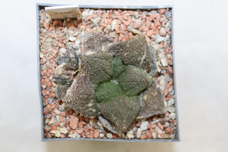 Ariocarpus fissuratus Three Heads  (2)