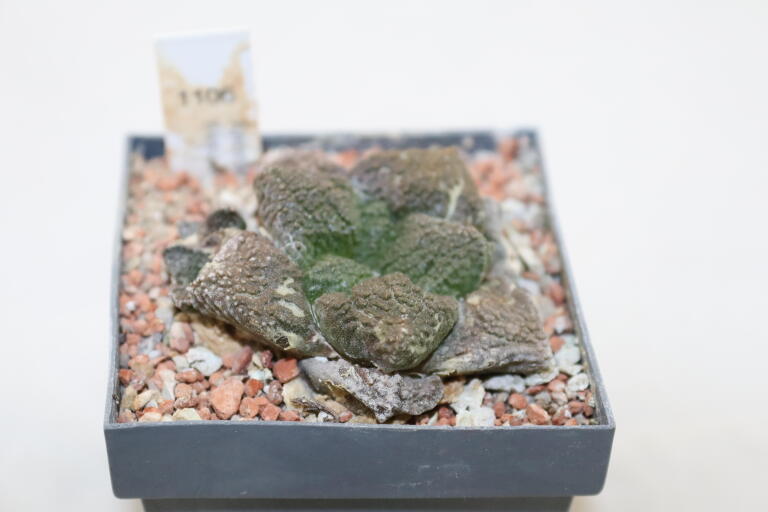 Ariocarpus fissuratus Three Heads  (3)