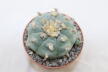 Lophophora williamsii Three Heads BIG Plant (3)