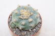 Lophophora williamsii Three Heads BIG Plant