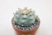 Lophophora williamsii Three Heads BIG Plant (2)