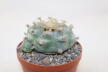 Lophophora williamsii Three Heads BIG Plant (5)