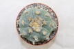 Lophophora williamsii Three Heads BIG Plant (6)