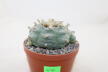 Lophophora williamsii Three Heads BIG Plant (7)