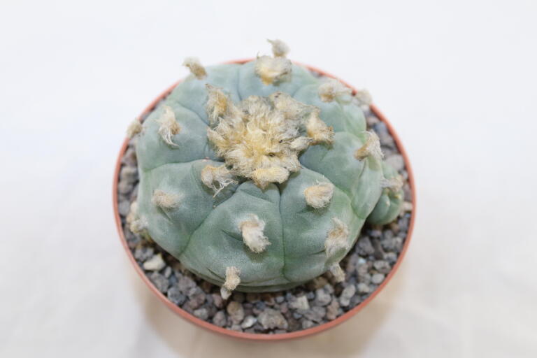 Lophophora williamsii Three Heads BIG Plant (3)