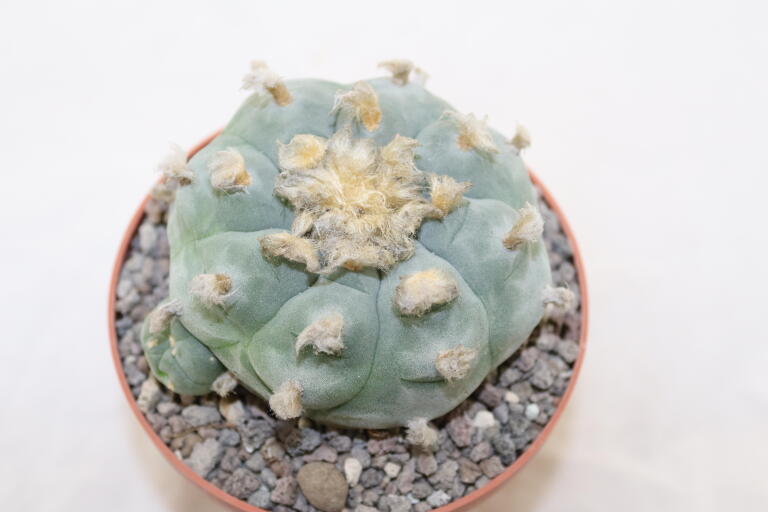 Lophophora williamsii Three Heads BIG Plant