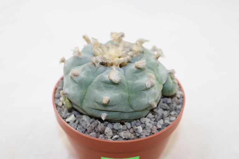 Lophophora williamsii Three Heads BIG Plant (2)