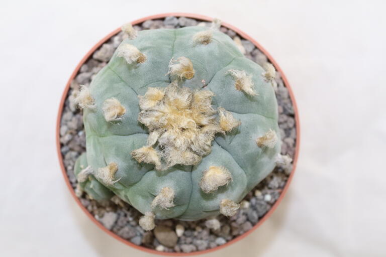 Lophophora williamsii Three Heads BIG Plant (4)