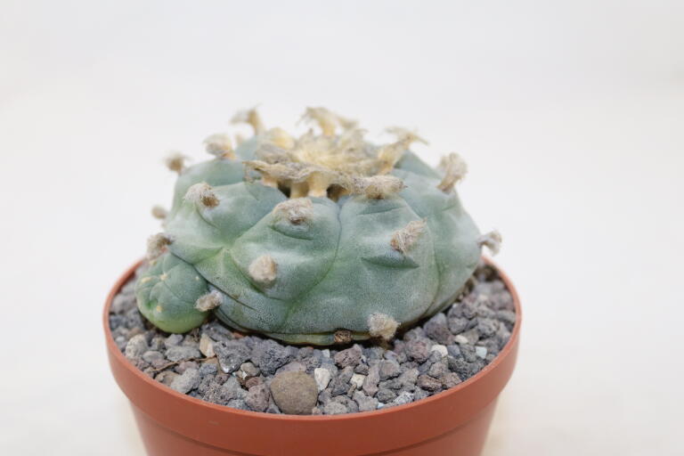 Lophophora williamsii Three Heads BIG Plant (5)