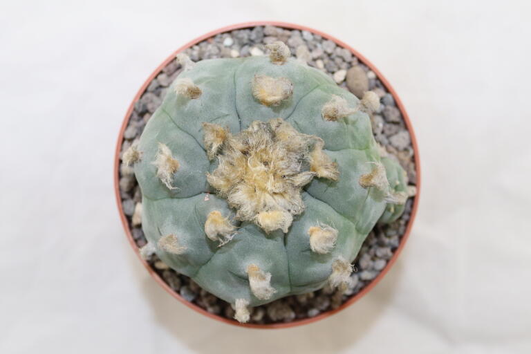 Lophophora williamsii Three Heads BIG Plant (6)