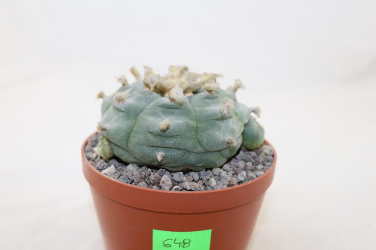 Lophophora williamsii Three Heads BIG Plant (7)