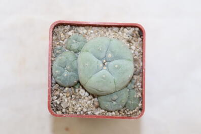 Lophophora caespitosa
