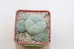 Lophophora caespitosa (2)