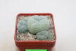 Lophophora caespitosa (3)