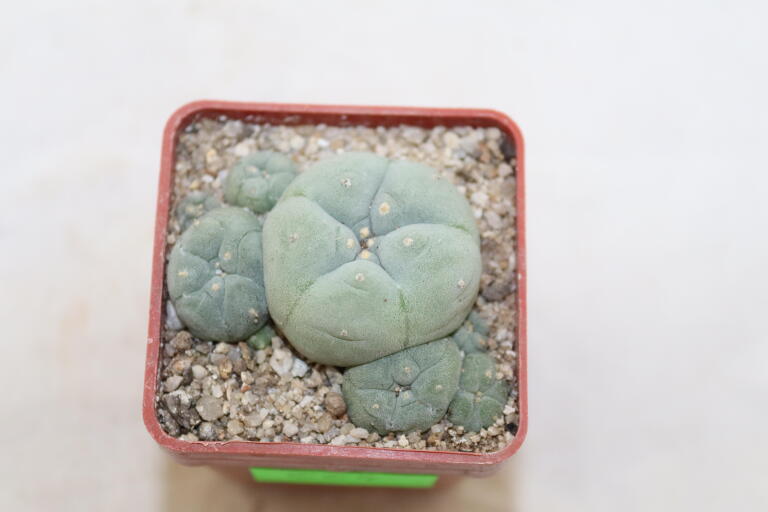 Lophophora caespitosa (2)