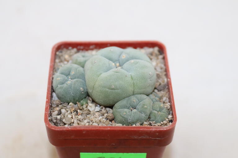 Lophophora caespitosa (3)