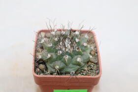 Turbinicarpus swobodae