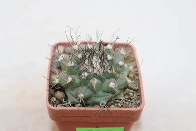 Turbinicarpus swobodae