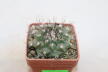Turbinicarpus swobodae