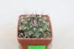 Turbinicarpus swobodae (3)