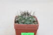 Turbinicarpus swobodae (4)