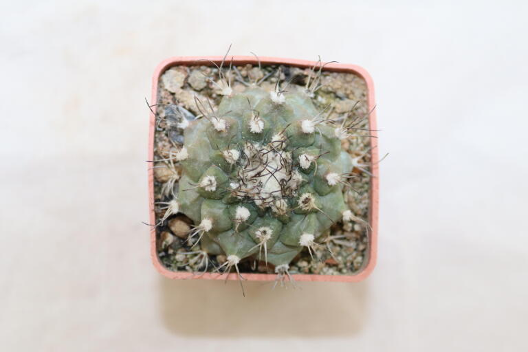 Turbinicarpus swobodae (2)
