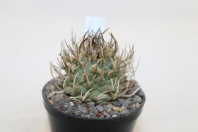 Turbinicarpus schwarzii Huizache 