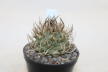 Turbinicarpus schwarzii Huizache 
