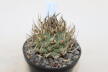 Turbinicarpus schwarzii Huizache  (2)