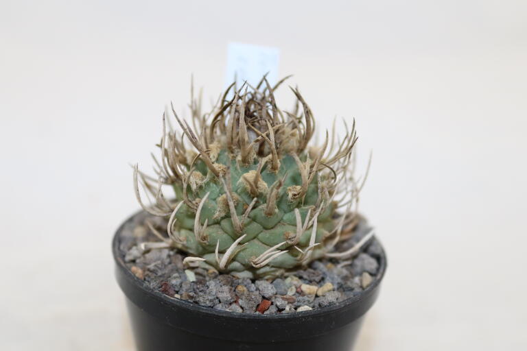 Turbinicarpus schwarzii Huizache 