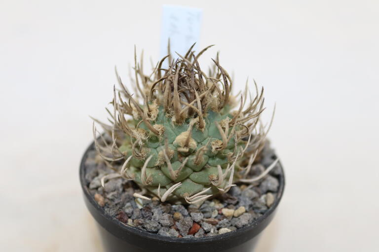 Turbinicarpus schwarzii Huizache  (2)