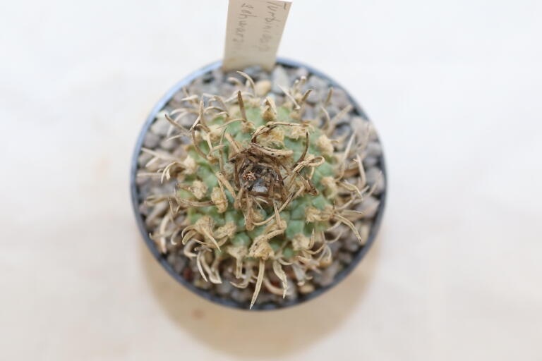 Turbinicarpus schwarzii Huizache  (3)