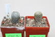 Pelecyphora strobiliformis and aselliformis 